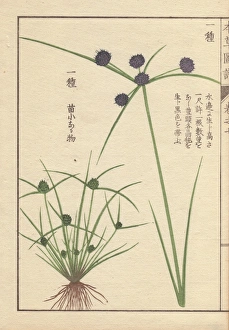Roots Collection: Roots, reeds and flowers of variable flatsedge