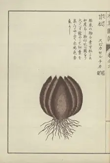 Valerian Prints: Roots and round, brown, ball-like valerian