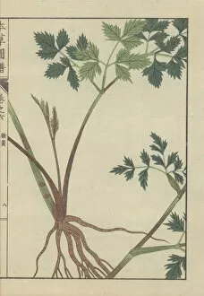 Roots Collection: Roots, stem and leaves of angelica polymorpha