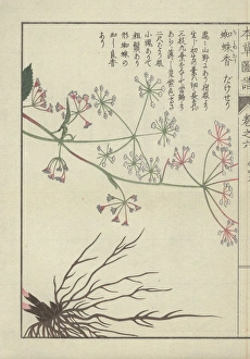 Roots Collection: Roots and tiny pink and white flowers of burnet