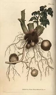 Roots Collection: Roots and tubers of the potato plant Solanum tuberosum