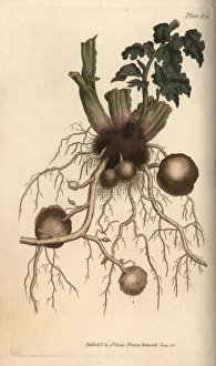 Roots Collection: Roots and tubers of the potato plant Solanum tuberosum