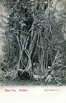 Rope Tree, Trinidad and Tobago, West Indies