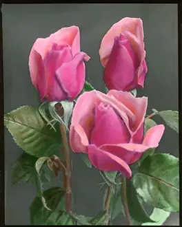 Shrub Prints: Rosa Betty Uprichard