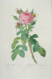 Four Prints: Rosa bifera macrocarpa, Lelieurs four-seasons rose