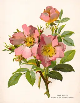 Rosa Prints: Rosa Canina (Anon)
