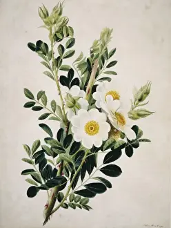 Canidae Prints: Rosa canina, dog rose