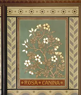 Rosa canina, dog rose