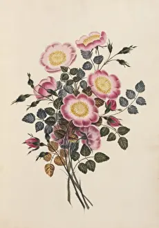Rosa canina, dog rose