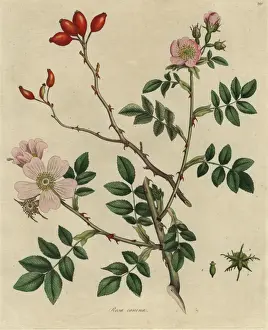Rosa canina, dog rose