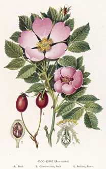 Rosa Prints: Rosa Canina (Newall)