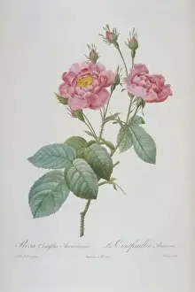 Hundred Prints: Rosa centifolia anemonoides, hundred-petalled anemone rose