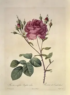 Cumberland Prints: Rosa centifolia anglica rubra, Cumberland rose