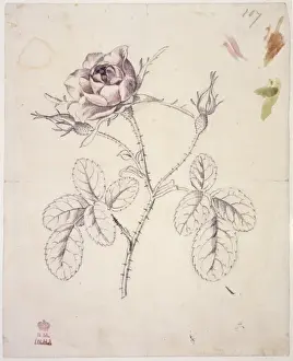 Rosa centifolia, cabbage rose