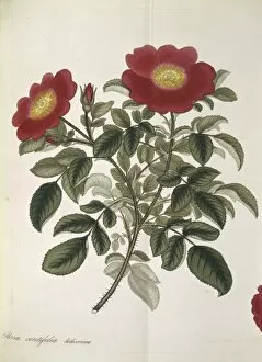 Brassicales Gallery: Rosa centifolia, cabbage rose