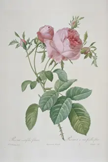 Redoute Prints: Rosa centifolia foliacea, leafy rose