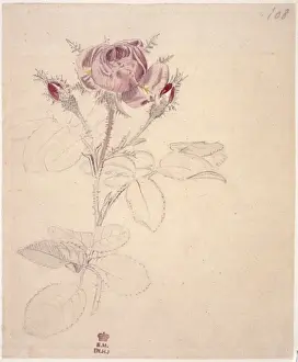 Ehret Prints: Rosa centifolia, moss rose
