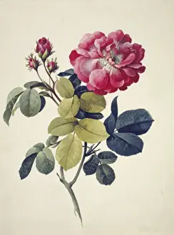 Rosa centifolia, moss rose