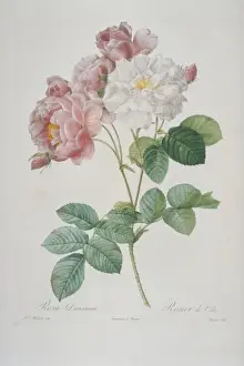 Redoute Prints: Rosa damascena celsiana, Celss rose