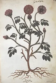 Potted Histories Prints: Rosa gallica, apothecaries rose