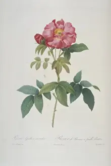 Rosa gallica caerulea, bluish-leaved provins rose
