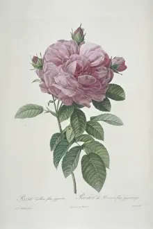 Redoute Prints: Rosa gallica flore giganted, giant-flowered provins rose