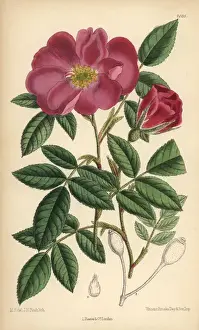Matilda Prints: Rosa incarnata, carnation rose, native to France