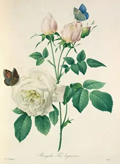 Hexapoda Prints: Rosa indica (chinensis), China rose