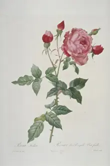 Redoute Prints: Rosa indica multipetala, hundred-petalled China rose