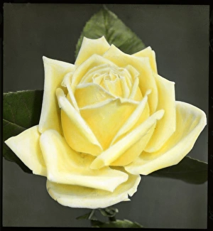 Neil Gallery: Rosa Marechal Niel