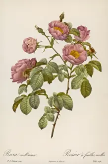 Rosa Mollissima