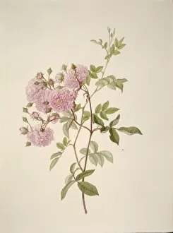 Francis Bauer Gallery: Rosa multiflora, baby rose