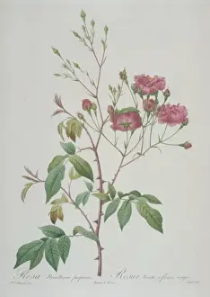 Redoute Prints: Rosa noisettiana purpurea, pink noisette