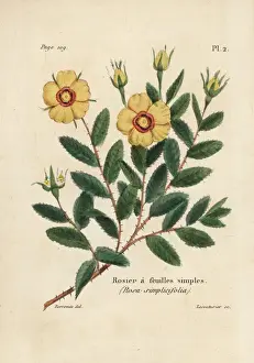 Feuilles Prints: Rosa persica