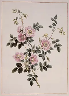 Briar Prints: Rosa rubiginosa, sweet briar rose
