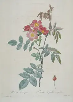 Rosa rubrifolia, red-leaved rose