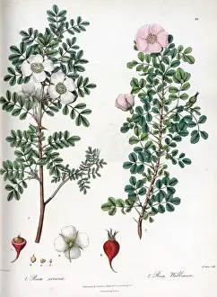 Rosa sericea and Rosa webbiana