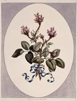 1768 1795 Prints: Rosa sp. rose