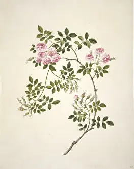 Rosa sp. rose