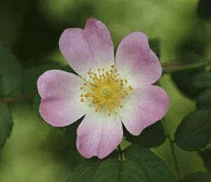 Derek Collection: Rosa sp. wild rose