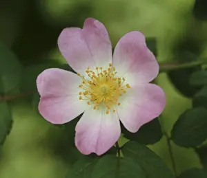 Rosales Prints: Rosa sp. wild rose