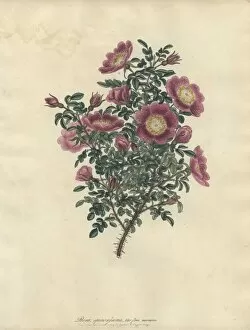 Amonographonthegenusrosa Collection: Rosa spinosissima, var flore marmorea