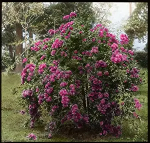 Weeping Prints: Rosa Weeping Excelsa