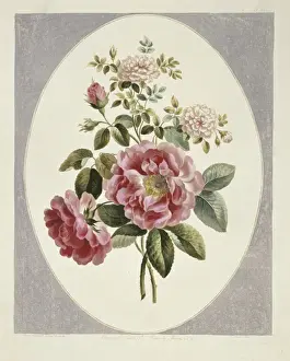 Rosa x damascena, damask rose