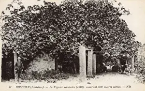 Supported Prints: Roscoff, Finistere, Brittany, France - Ancient Fig Tree