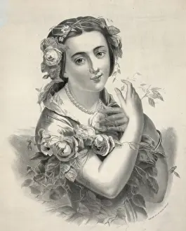 The rose of beauty