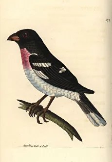 Loxia Collection: Rose-breasted grosbeak, Pheucticus ludovicianus