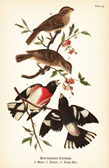 Rose-breasted grosbeak, Pheucticus ludovicianus