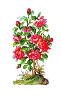 Rose bush on a Victorian scrap