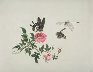 Anisoptera Gallery: Rose with butterfly and dragonfly